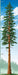 Growth Chart - Tallest Tree