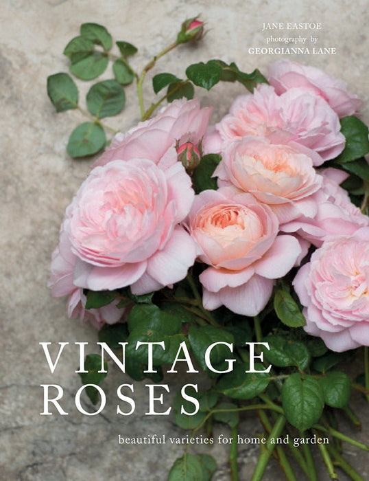 Vintage Roses with gorgeous photos by Georgianna Lane