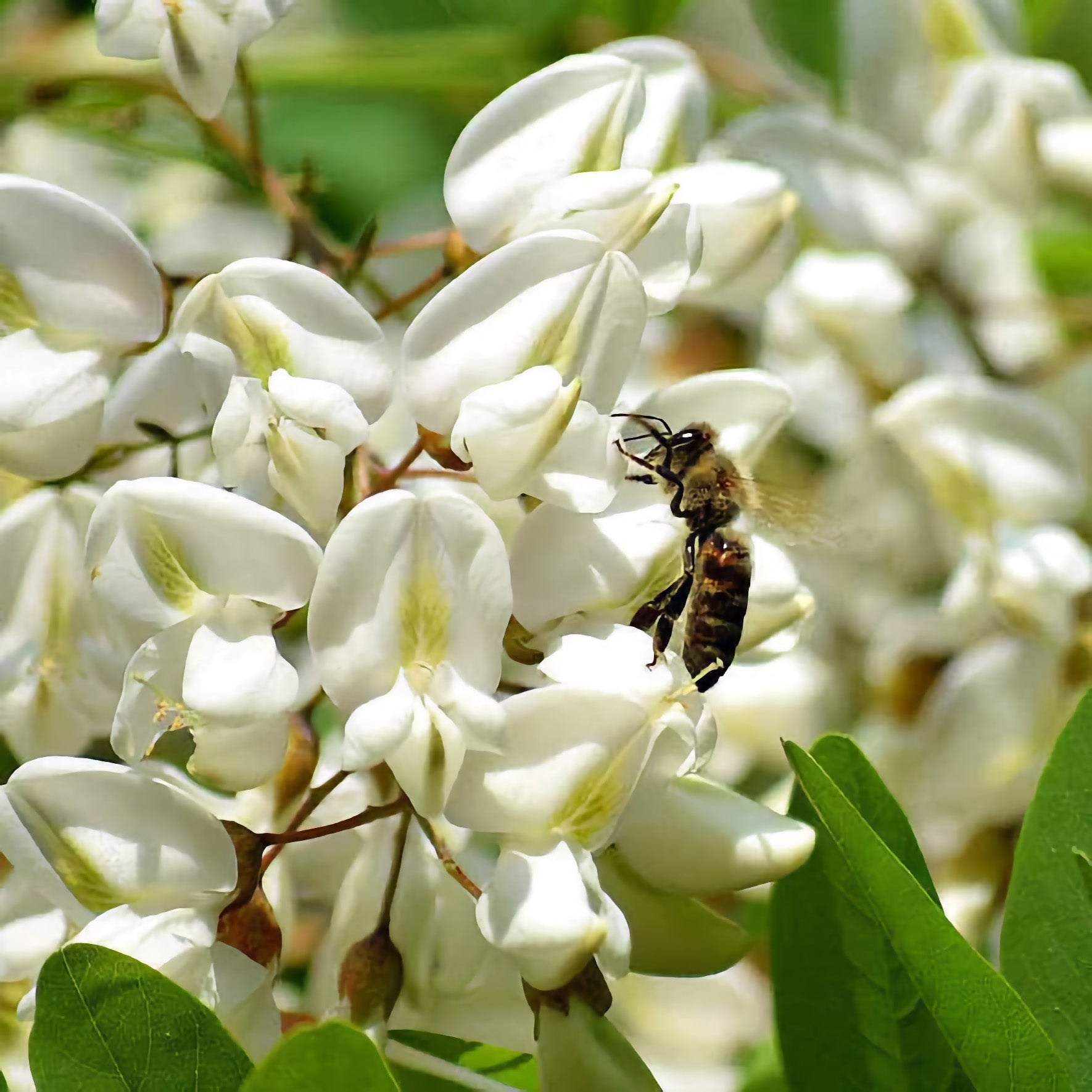 Spotlight on Savannah Bee Company