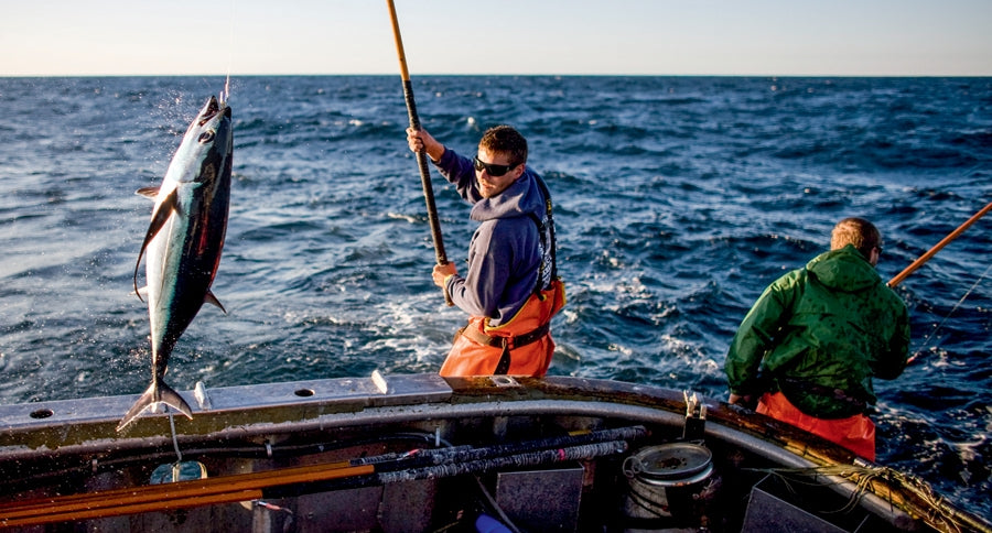 American Tuna (Set of Three)