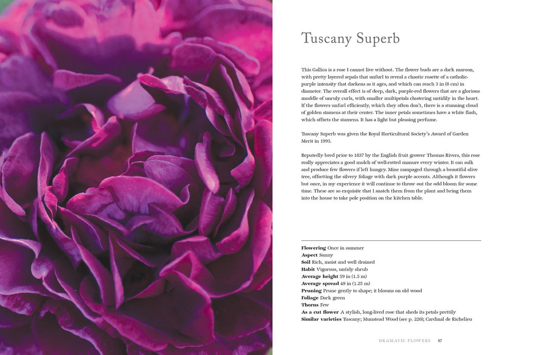 Vintage Roses book by Jane Eastoe