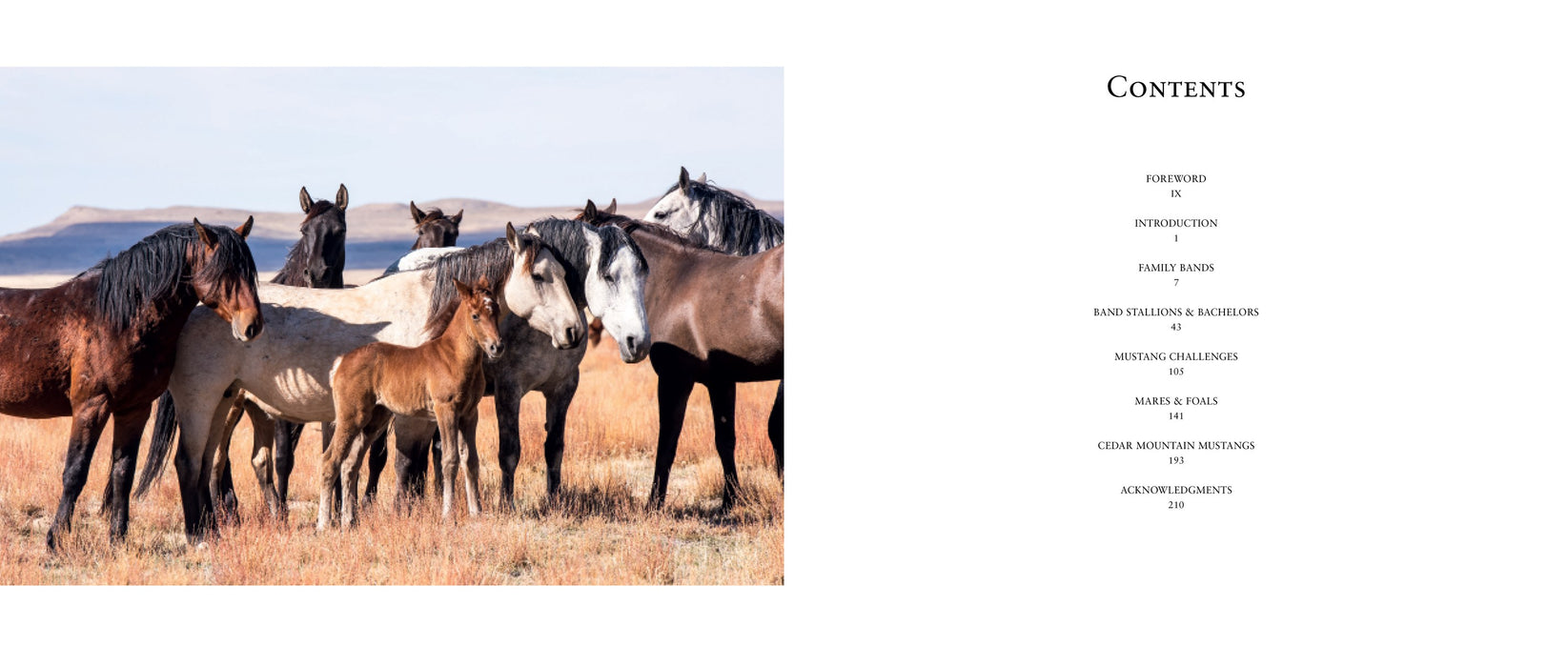 Wild Horses of the West