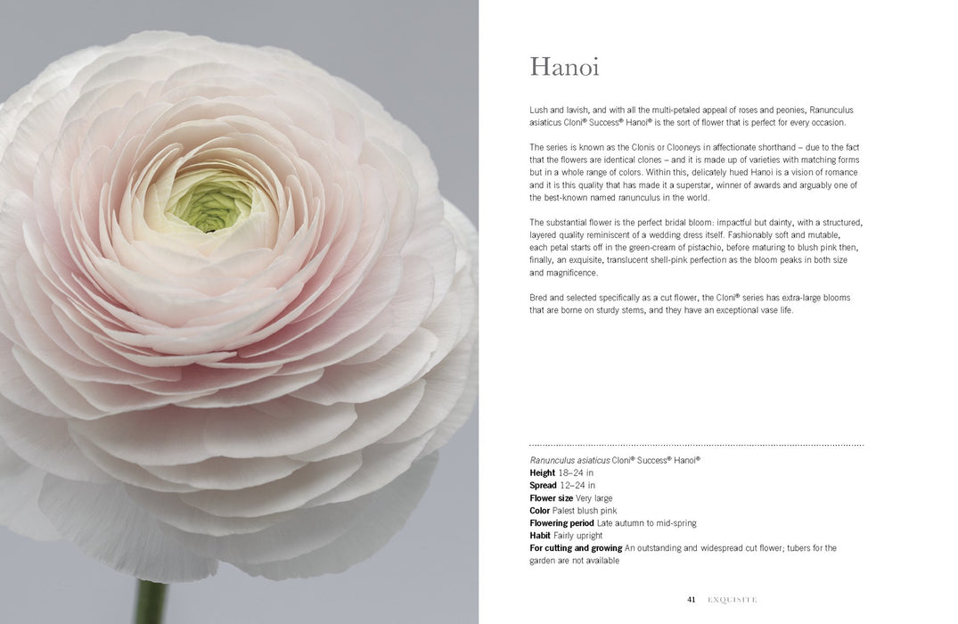 Ranunculus