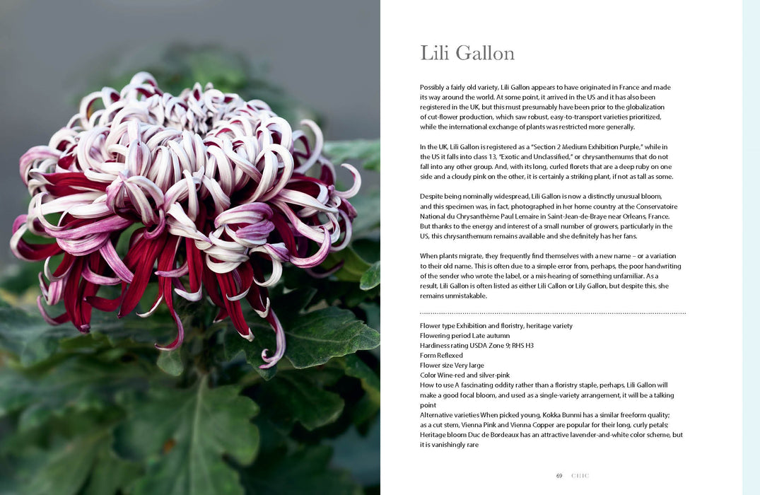 Chrysanthemums