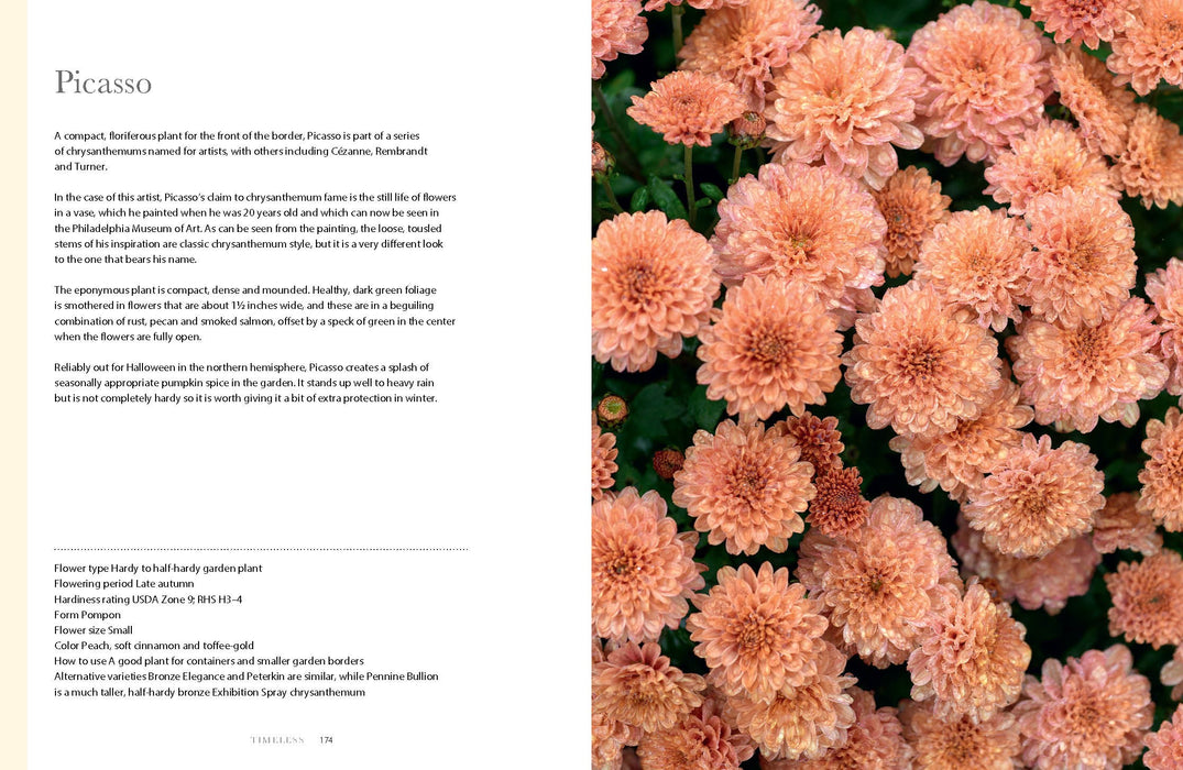 Chrysanthemums