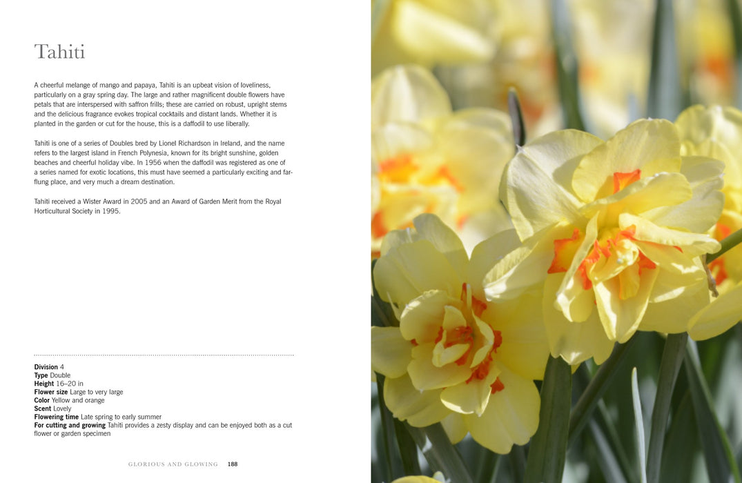 Daffodils Book