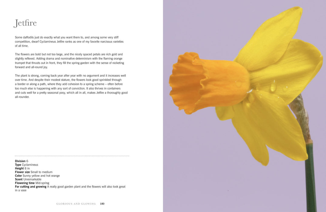 Daffodils Book