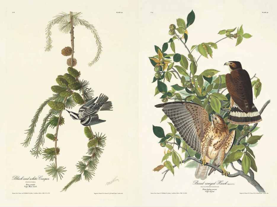 Birds of America