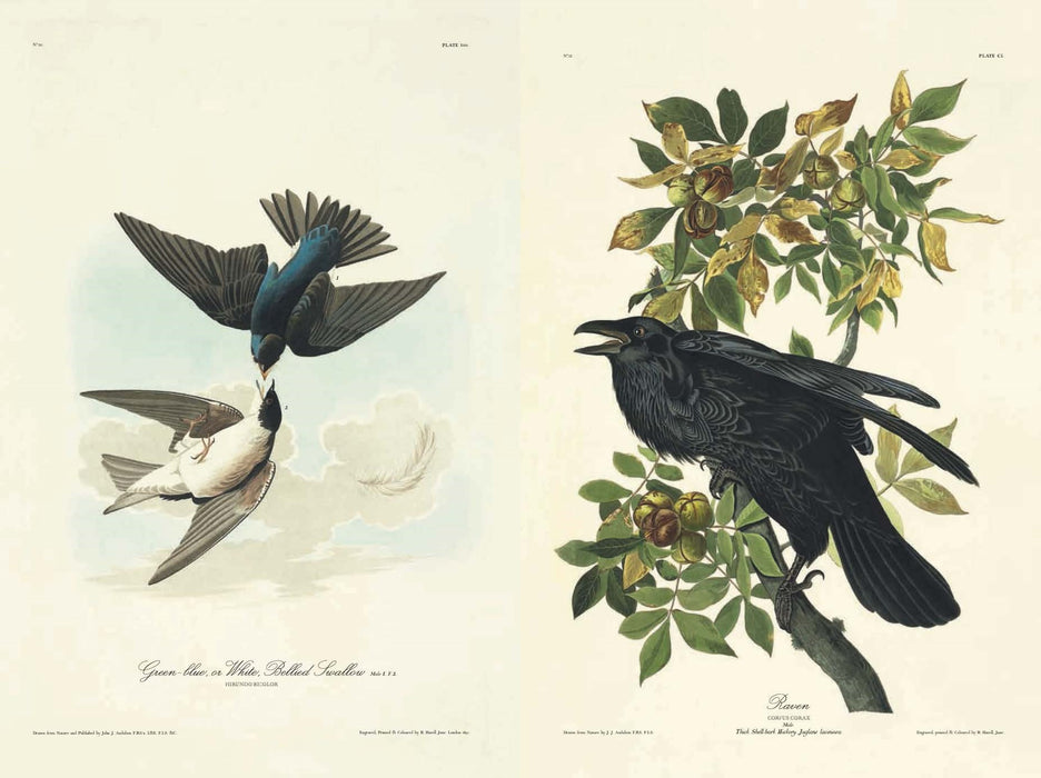 Birds of America