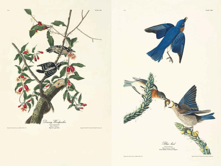 Birds of America