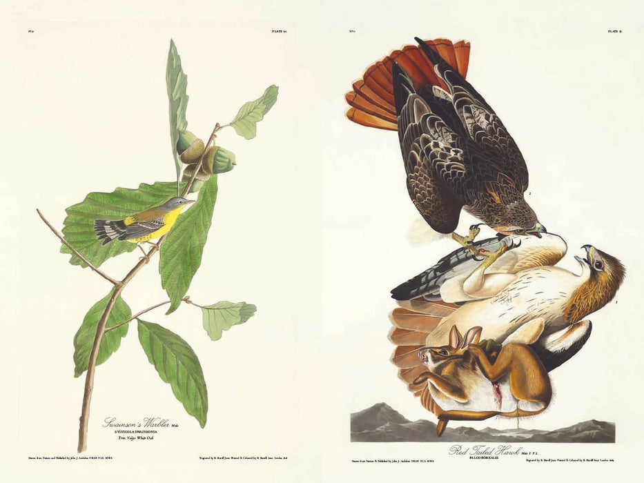 Birds of America