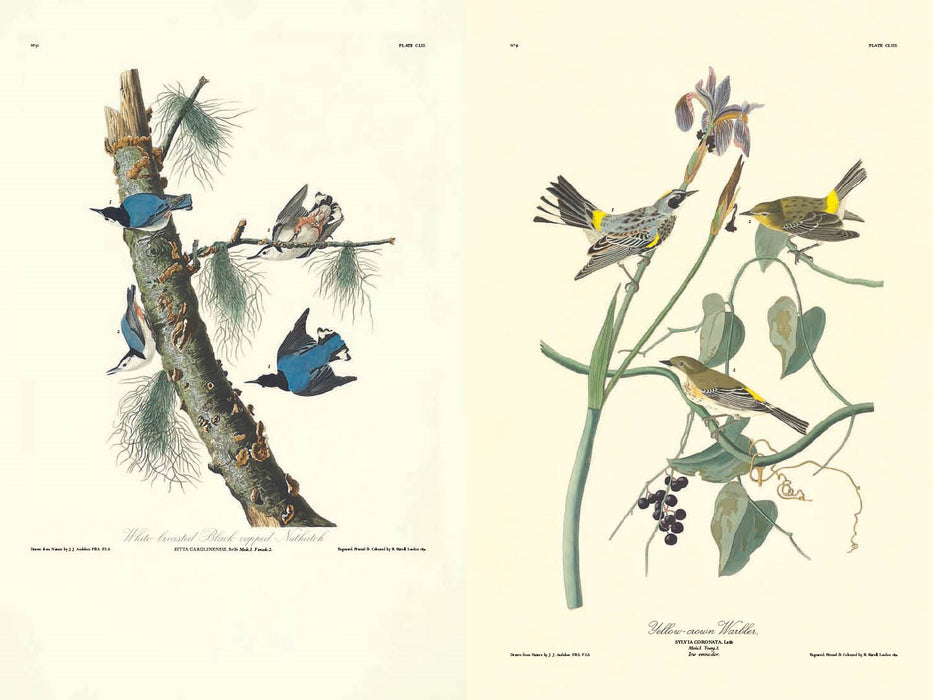 Birds of America