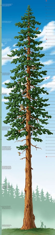 Growth Chart - Tallest Tree